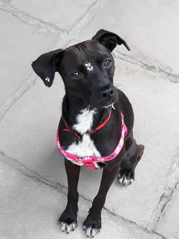 Cachorro ra a não definida idade 1 ano nome Amora