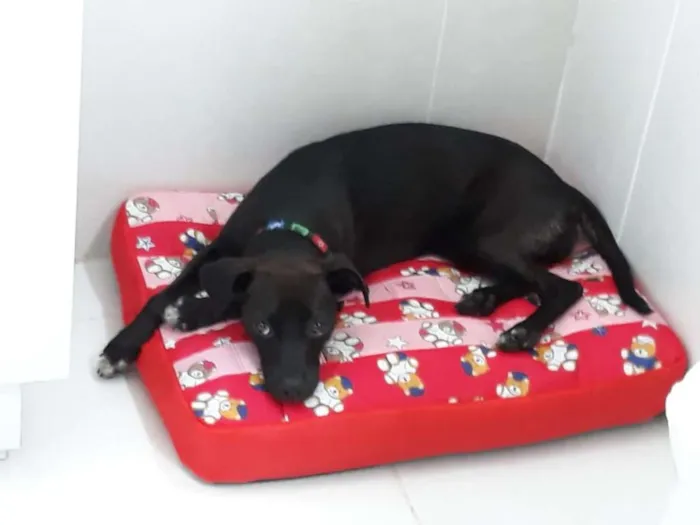 Cachorro ra a não definida idade 1 ano nome Amora