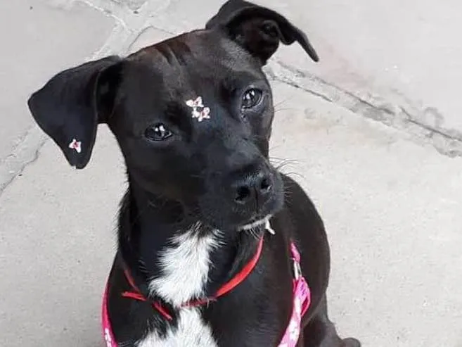 Cachorro ra a não definida idade 1 ano nome Amora