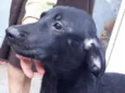 Brisa 