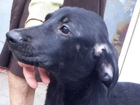 Cachorro raça Srd idade 1 ano nome Brisa 