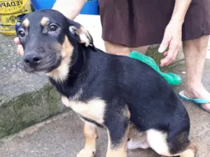 Cachorro raça Srd idade 2 a 6 meses nome Sem nome filhote 