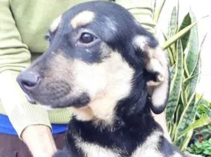 Cachorro raça Srd idade 2 a 6 meses nome Filhote 