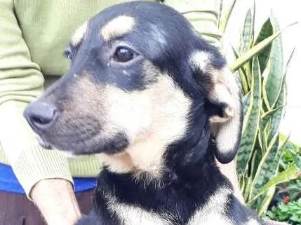 Cachorro ra a Srd idade 2 a 6 meses nome Filhote 