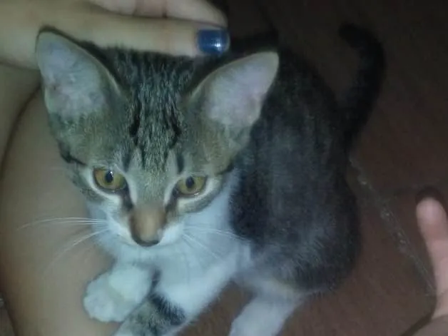 Gato ra a Vira lata idade 2 a 6 meses nome Nao tem