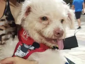 Cachorro raça SRD idade 2 anos nome Simbione