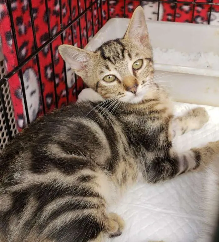 Gato ra a  idade 2 a 6 meses nome Michelangelo