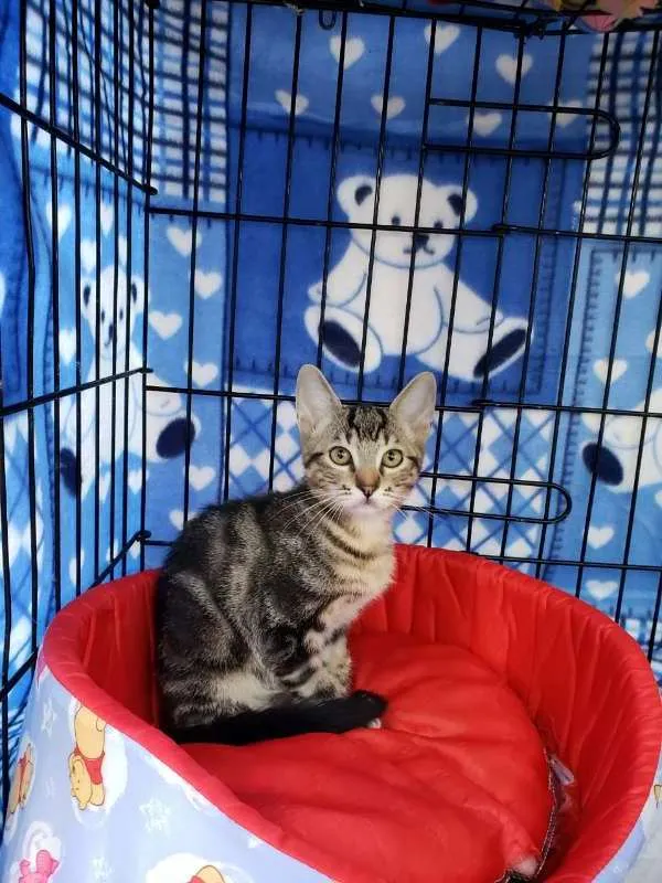 Gato ra a  idade 2 a 6 meses nome Bento