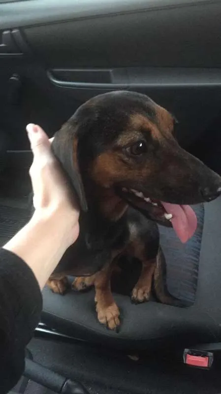 Cachorro raça Salsisha  idade 2 a 6 meses nome Lupita