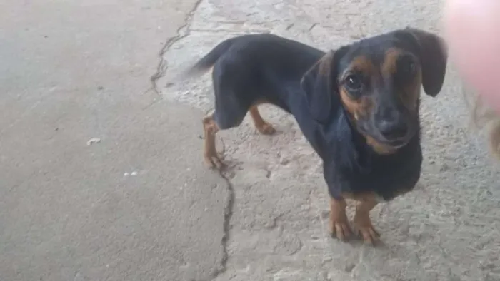 Cachorro raça Salsisha  idade 2 a 6 meses nome Lupita