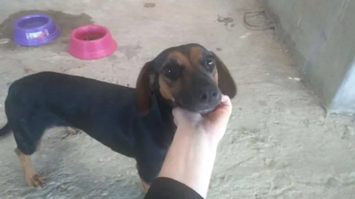 Cachorro raça Salsisha  idade 2 a 6 meses nome Lupita