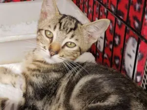 Gato raça  idade 2 a 6 meses nome Michelangelo