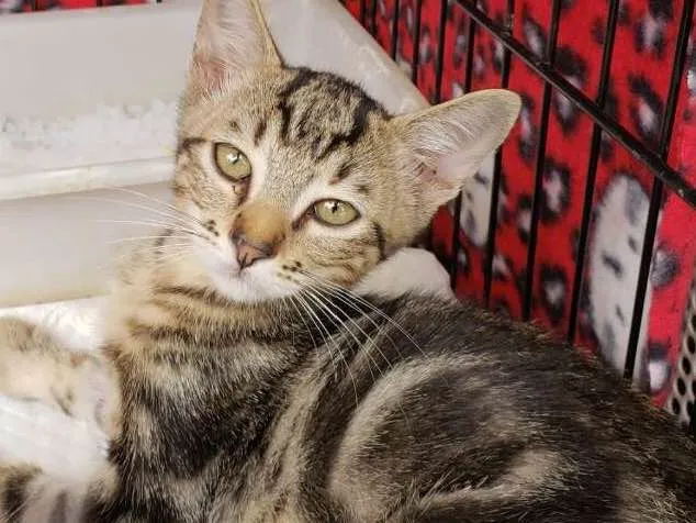 Gato ra a  idade 2 a 6 meses nome Michelangelo