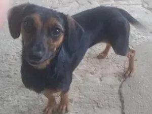 Cachorro raça Salsisha  idade 2 a 6 meses nome Lupita