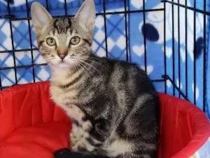 Gato raça  idade 2 a 6 meses nome Bento