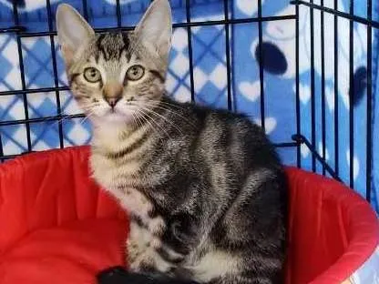 Gato ra a  idade 2 a 6 meses nome Bento