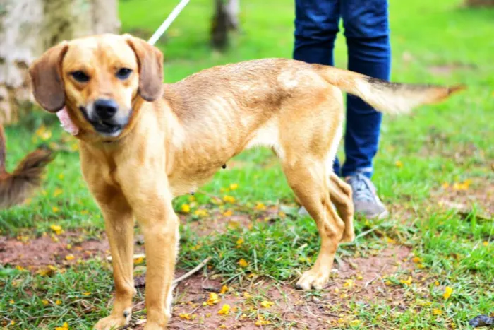 Cachorro ra a SRD idade 2 anos nome NUTELLA