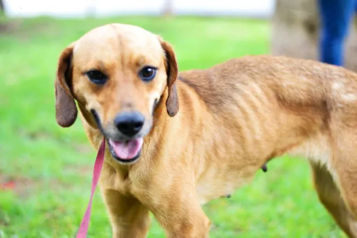 Cachorro ra a SRD idade 2 anos nome NUTELLA
