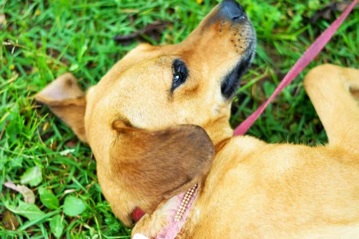 Cachorro ra a SRD idade 2 anos nome NUTELLA