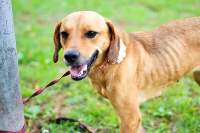 Cachorro ra a SRD idade 2 anos nome NUTELLA