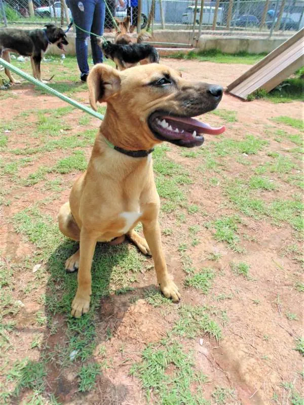 Cachorro ra a SRD idade 1 ano nome KIARA