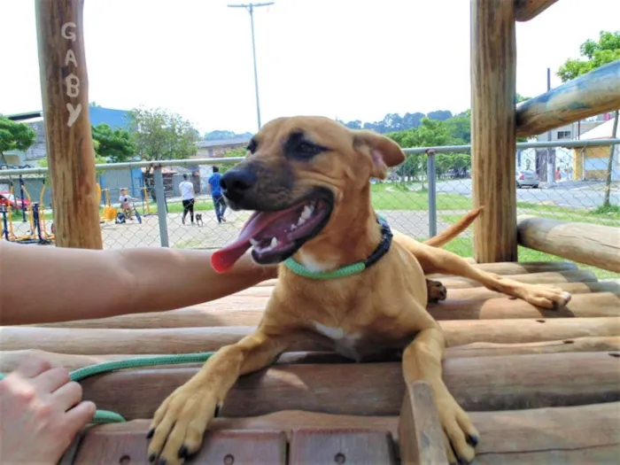 Cachorro ra a SRD idade 1 ano nome KIARA