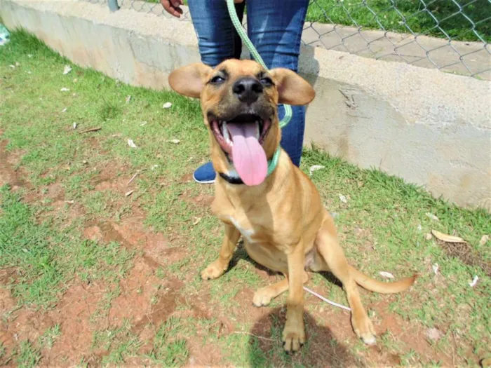 Cachorro ra a SRD idade 1 ano nome KIARA