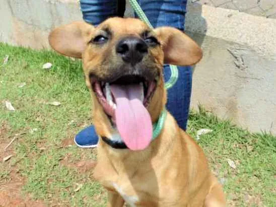 Cachorro ra a SRD idade 1 ano nome KIARA