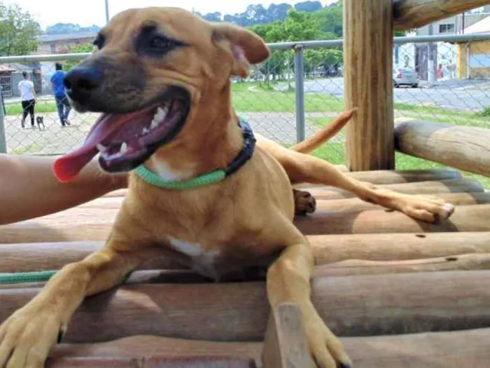Cachorro ra a SRD idade 1 ano nome KIARA