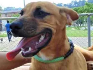 Cachorro raça SRD idade 1 ano nome KIARA
