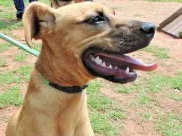 Cachorro ra a SRD idade 1 ano nome KIARA