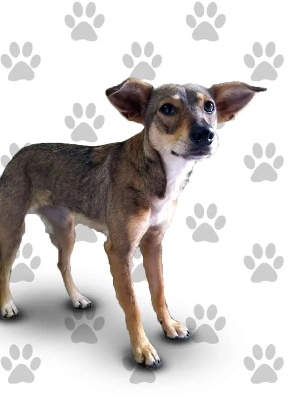 Cachorro ra a SRD idade 1 ano nome LARA