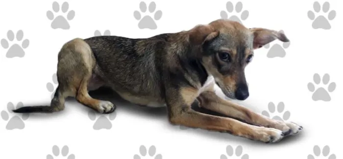 Cachorro ra a SRD idade 1 ano nome LARA