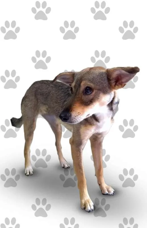 Cachorro ra a SRD idade 1 ano nome LARA