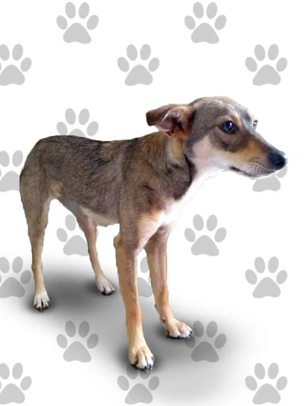 Cachorro ra a SRD idade 1 ano nome LARA