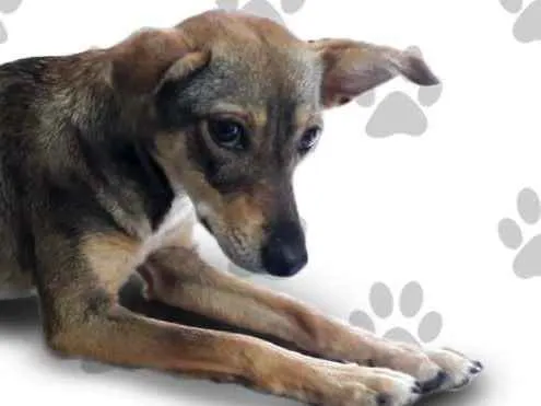 Cachorro ra a SRD idade 1 ano nome LARA