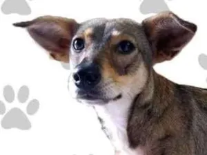Cachorro raça SRD idade 1 ano nome LARA