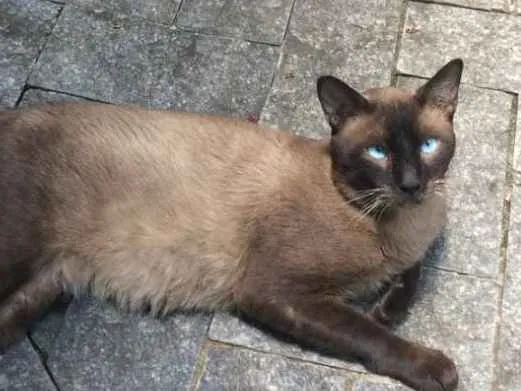 Gato ra a Siamês idade 3 anos nome Leo