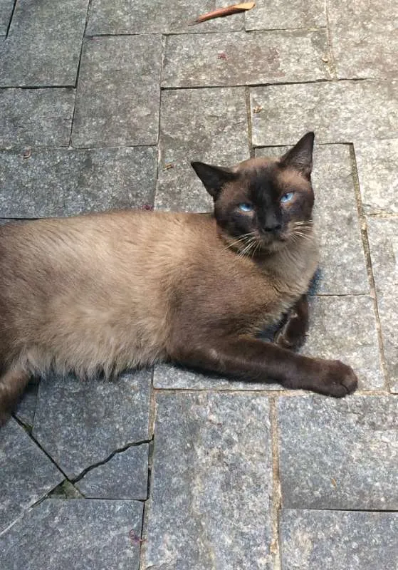 Gato ra a Siamês idade 3 anos nome Leo