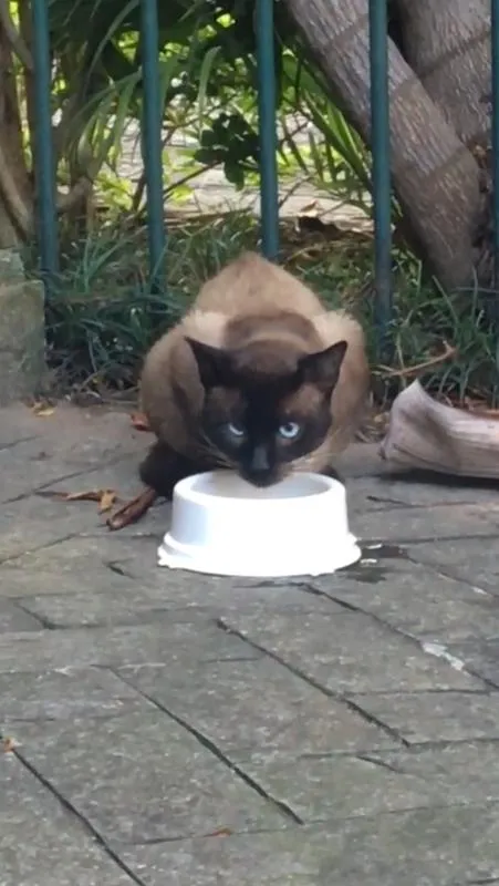 Gato ra a Siamês idade 3 anos nome Leo