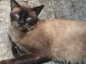 Gato raça Siamês idade 3 anos nome Leo