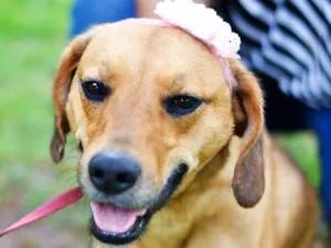 Cachorro raça SRD idade 2 anos nome NUTELLA