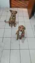 Luke e Léia 