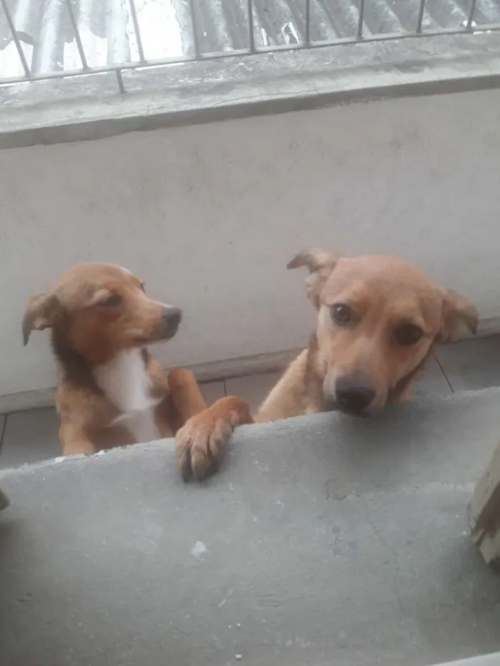Cachorro ra a Srd idade 7 a 11 meses nome Luke e Léia 