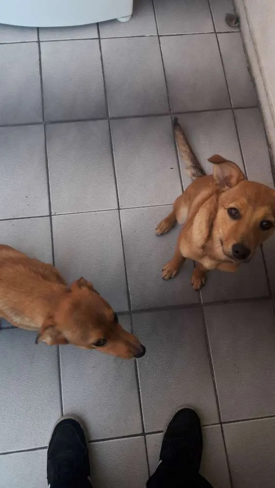 Cachorro ra a Srd idade 7 a 11 meses nome Luke e Léia 