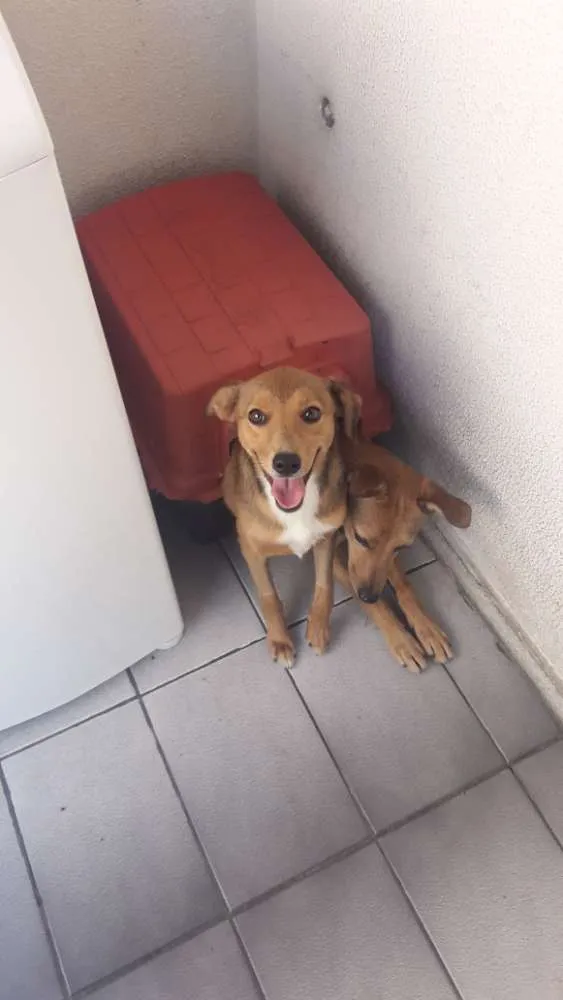 Cachorro ra a Srd idade 7 a 11 meses nome Luke e Léia 