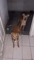 Luke e Léia 