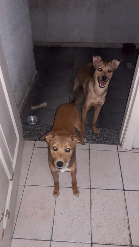Cachorro ra a Srd idade 7 a 11 meses nome Luke e Léia 