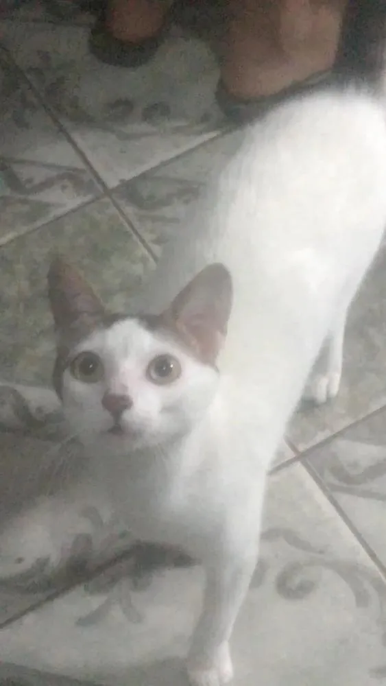 Gato ra a SRD idade 7 a 11 meses nome Thom