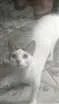 Gato raça SRD idade 7 a 11 meses nome Thom